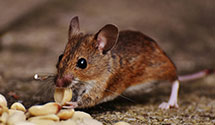 24 Hour & Emergency Exterminators in Moody, ME